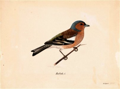 Magnus von Wright - Finch - A-2002-632 - Finnish National Gallery