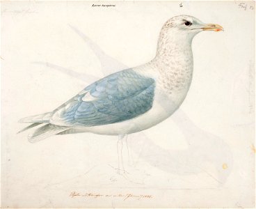 Magnus von Wright - Iceland Gull - A II 1022-24 - Finnish National Gallery