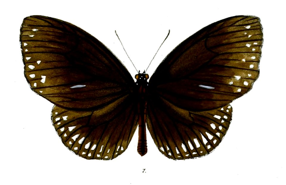 MahinthaSubdita 29 1