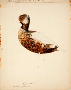 Magnus von Wright - Steller's Eider, Young Male , unfinished - A II 1022-10 - Finnish National Gallery