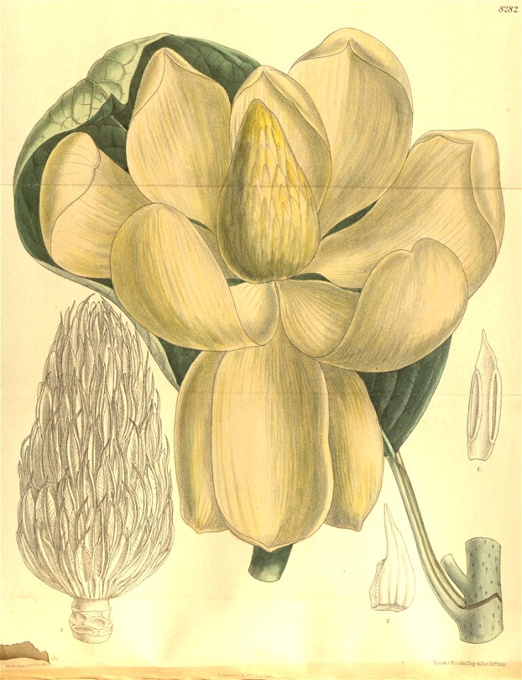 Magnolia delavayi 135-8282