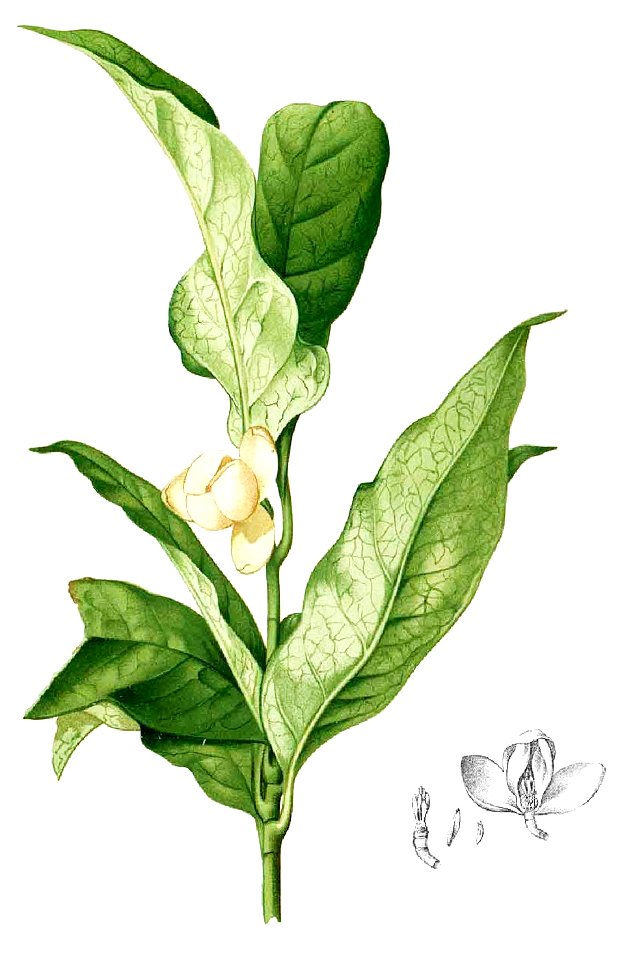Magnolia liliifera Blanco1.198-cropped