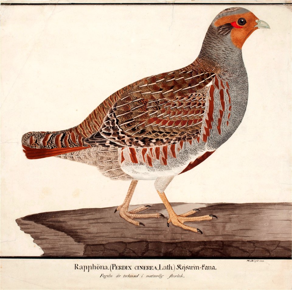 Magnus von Wright - Grey Partridge - A II 1022-17 - Finnish National Gallery