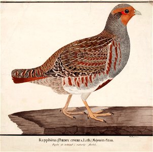 Magnus von Wright - Grey Partridge - A II 1022-17 - Finnish National Gallery