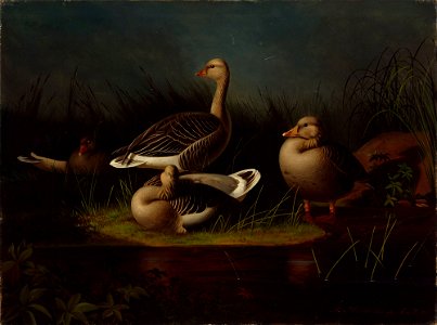 Magnus von Wright - Merihanhia, kopio Ferdinand von Wrightin mukaan - A I 460 - Finnish National Gallery