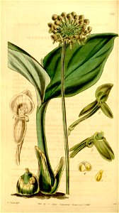 Malaxis histionantha (as Microstylis histionantha) - Curtis' 70 (N.S. 17) pl. 4103 (1844)