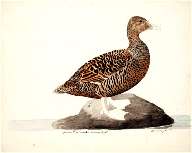 Magnus von Wright - Common Eider , unfnished - A II 1022-14 - Finnish National Gallery