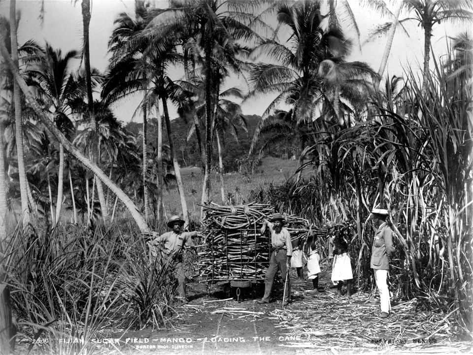 Mago island1884
