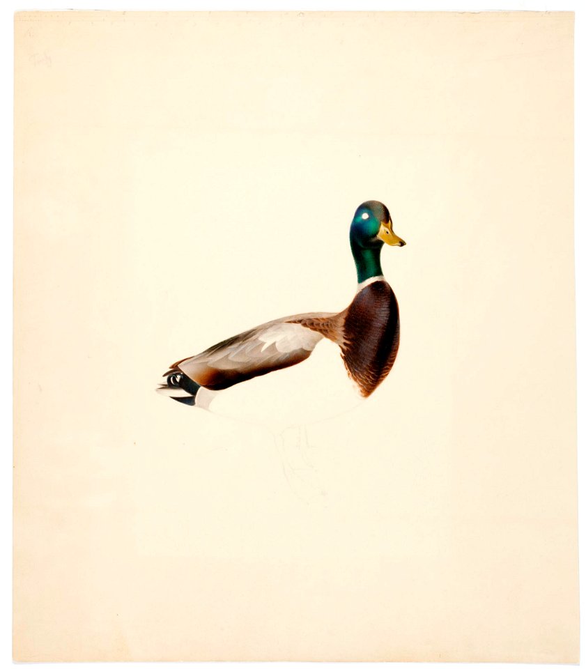 Magnus von Wright - Mallard , unfinished - A II 1022-15 - Finnish National Gallery