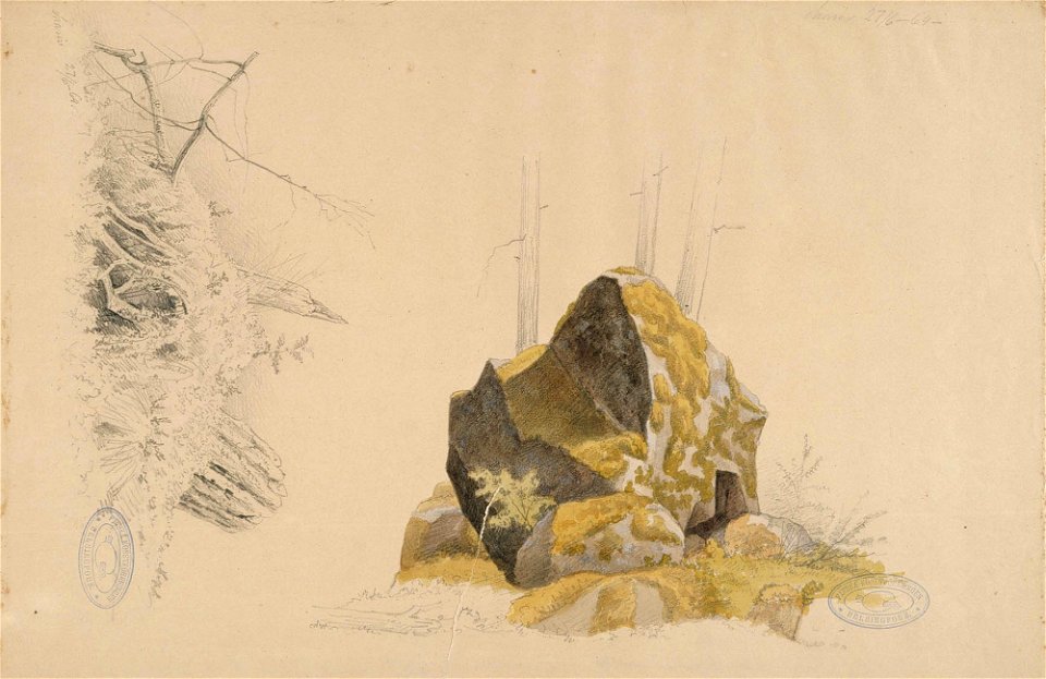 Magnus von Wright - Sammaloitunut kivi ja vanha kanto, kaksi harjoitelmaa - A I 36-15 - Finnish National Gallery