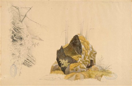 Magnus von Wright - Sammaloitunut kivi ja vanha kanto, kaksi harjoitelmaa - A I 36-15 - Finnish National Gallery