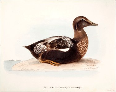 Magnus von Wright - Common Eider, Old Male in Summer - A II 1022-19 - Finnish National Gallery