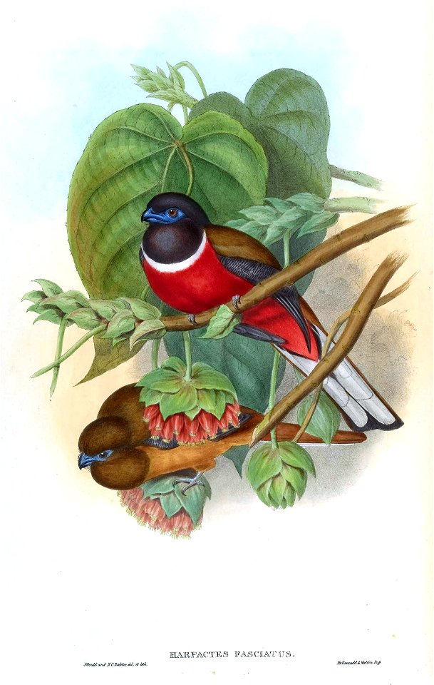 MalabarTrogonGould