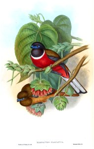 MalabarTrogonGould