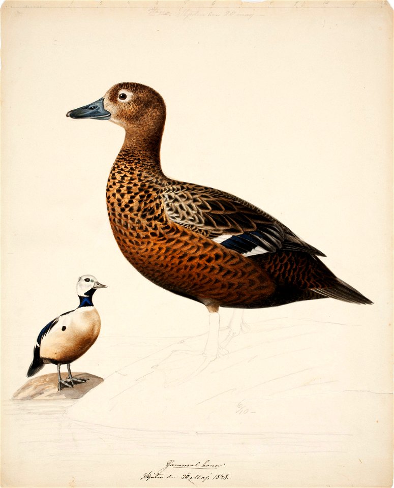 Magnus von Wright - Steller's Eider , unfinished - A II 1022-5 - Finnish National Gallery