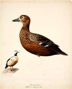 Magnus von Wright - Steller's Eider , unfinished - A II 1022-5 - Finnish National Gallery