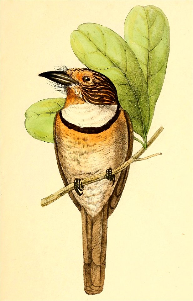 Malacoptila striata striata 1841