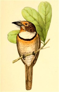 Malacoptila striata striata 1841