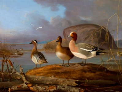 Magnus von Wright - Pair of Wigeons and a Male Teal - A-2002-630 - Finnish National Gallery