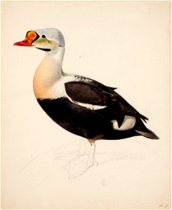 Magnus von Wright - King Eider , unfinished - A II 1022-7 - Finnish National Gallery