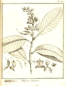 Mahurea palustris Aublet 1775 pl 222