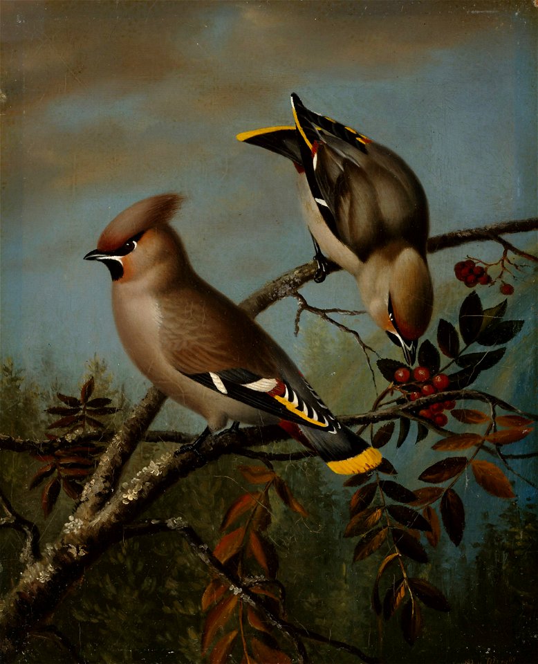 Magnus von Wright - Tilhiä pihlajassa - A I 24 - Finnish National Gallery