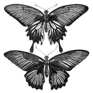 Malay Archipelago Females of Papilio memnon. Free illustration for personal and commercial use.