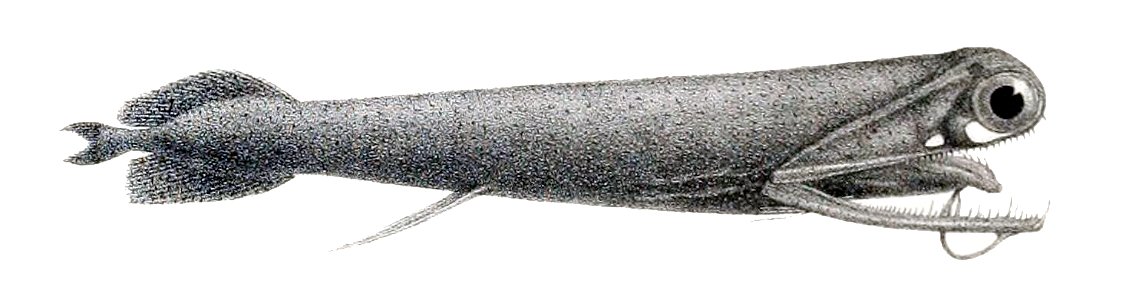 Malacosteus niger3