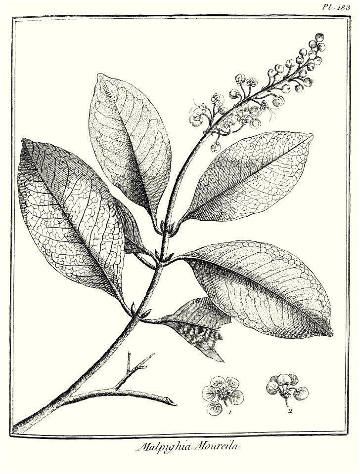 Malpighia moureila Aublet 1775 pl 183