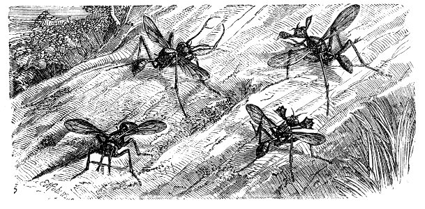 Malay Archipelago horned flies. Free illustration for personal and commercial use.