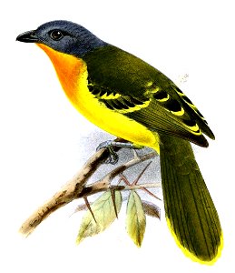 MalaconotusLagdeniKeulemans (cropped)