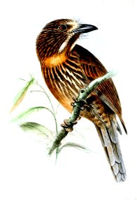 MalacoptilaSubstriataWolf