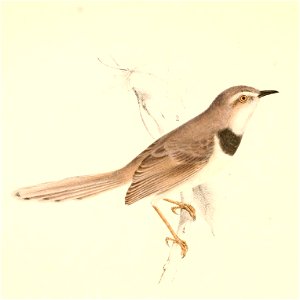 Malcorus pectoralis 1838