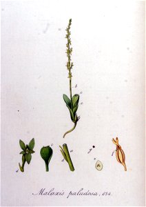 Malaxis paludosa — Flora Batava — Volume v9