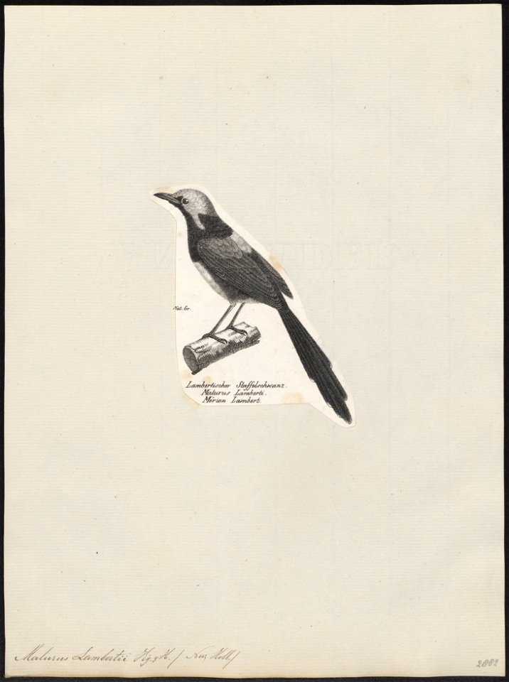 Malurus lambertii - 1809-1845 - Print - Iconographia Zoologica - Special Collections University of Amsterdam - UBA01 IZ16200063