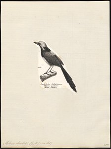 Malurus lambertii - 1809-1845 - Print - Iconographia Zoologica - Special Collections University of Amsterdam - UBA01 IZ16200063