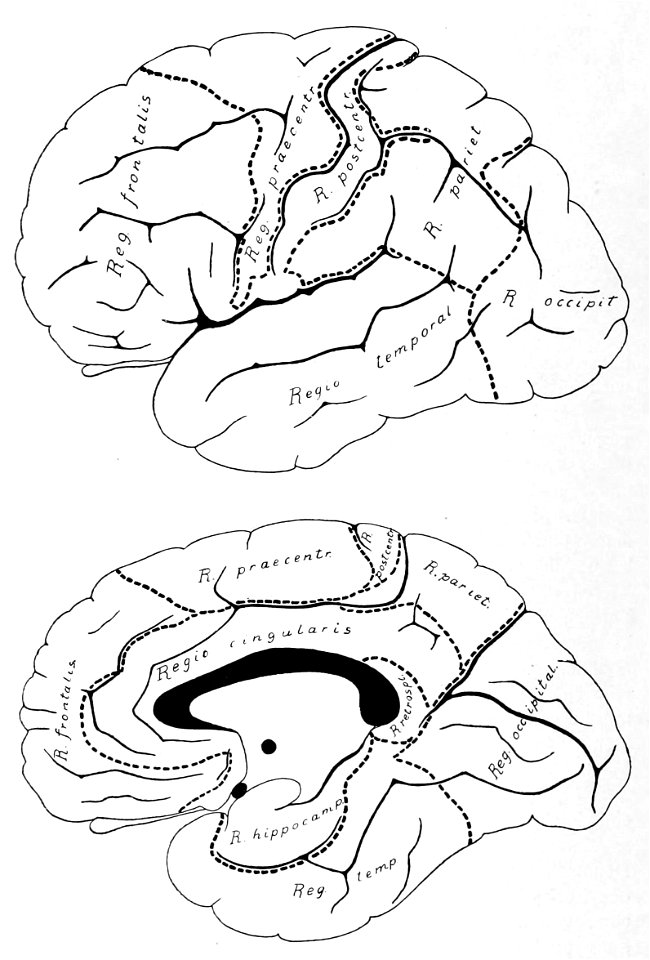 Main cytoarchitecture of human brain (K. Brodmann, 1909, p. 128, Fig. 83-84)