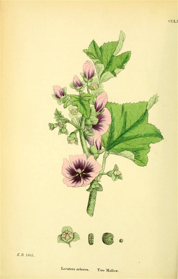 Malva arborea - English botany, or, Coloured figures of British plants - vol. 2 - t. 279