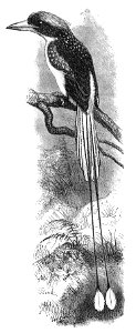 Malay Archipelago Racquet-tailed Kingfisher