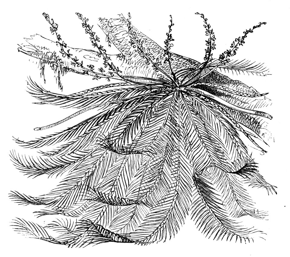 Malay Archipelago Grammatophyllum, a gigantic Orchid
