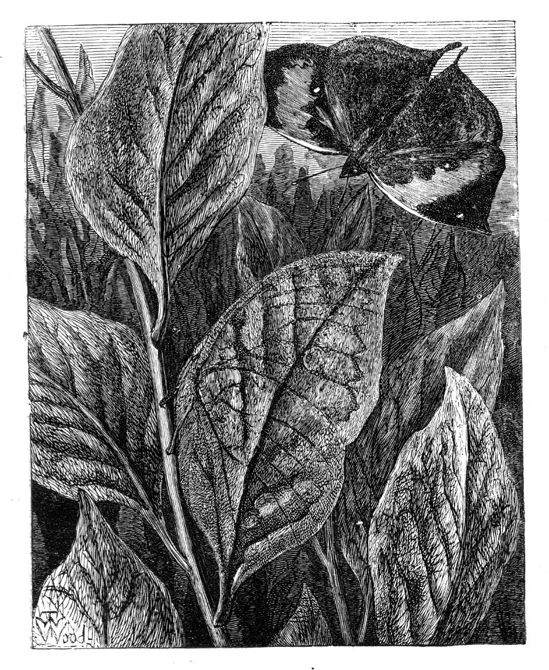 Malay Archipelago Leaf Butterfly