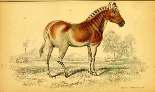 Mammals-00021 QUAGGA (23160219969)