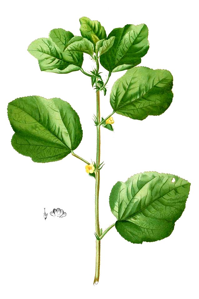 Malachra capitata Blanco2.295-cropped