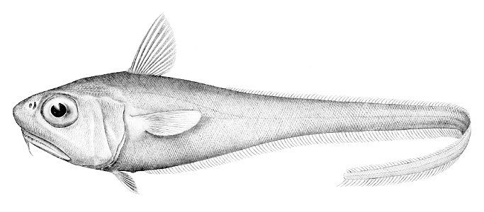 Malacocephalus laevis1