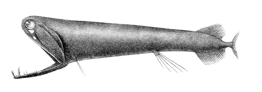 Malacosteus niger5