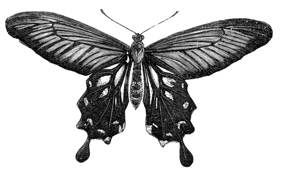 Malay Archipelago Papilio coon