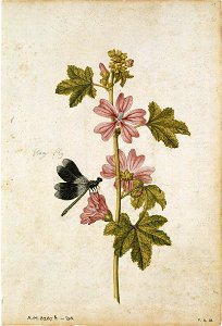 Mallow and Damselfly
