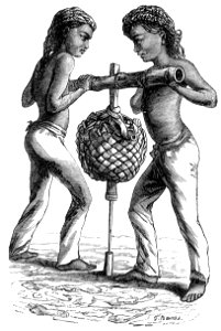 Malay Archipelago Gun-boring in Lombock