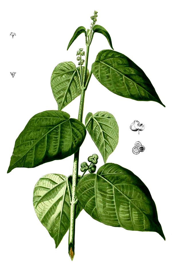 Mallotus tiliifolius Blanco2.381-cropped