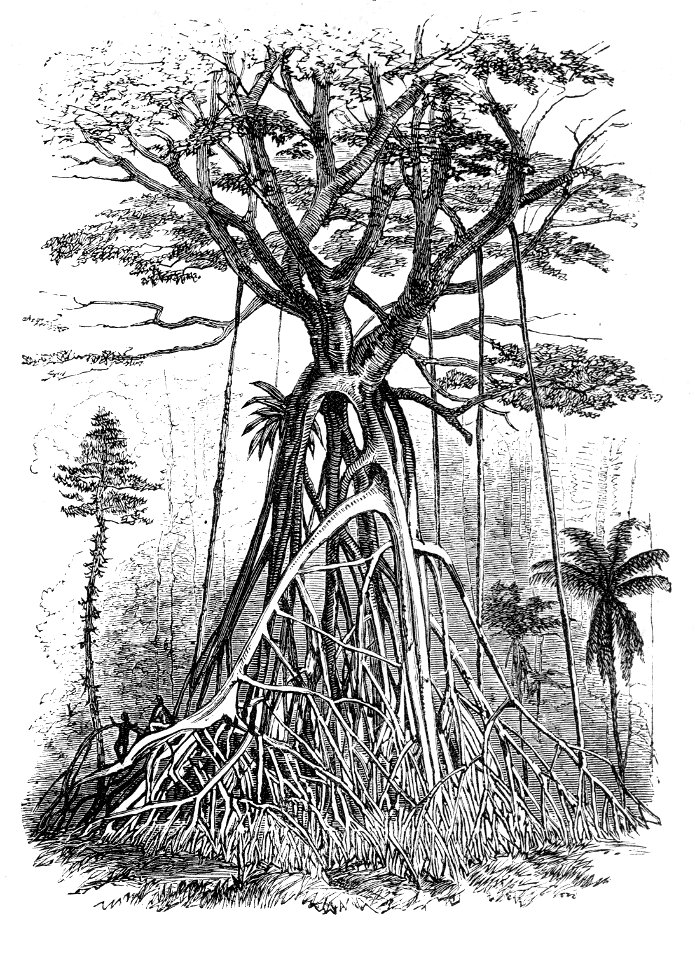 Malay Archipelago Remarkable Forest-trees - Free Stock Illustrations ...